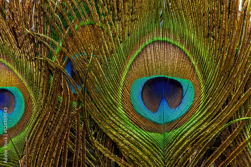 Fototapeta premium macro peacock feathers,Peacock Feathers Background
