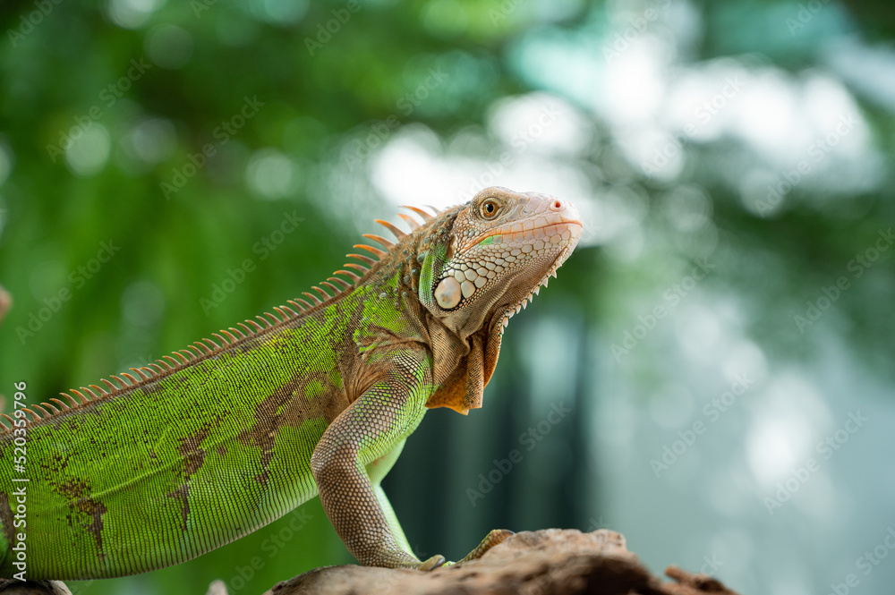 Obraz premium lizard, animal, green lizard with blur background
