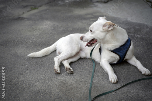 a white dog is lying on the asphalt, looking away