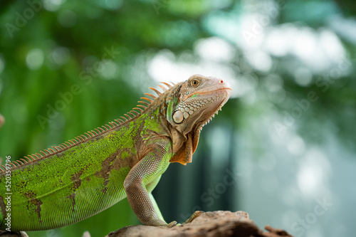 lizard  animal  green lizard with blur background