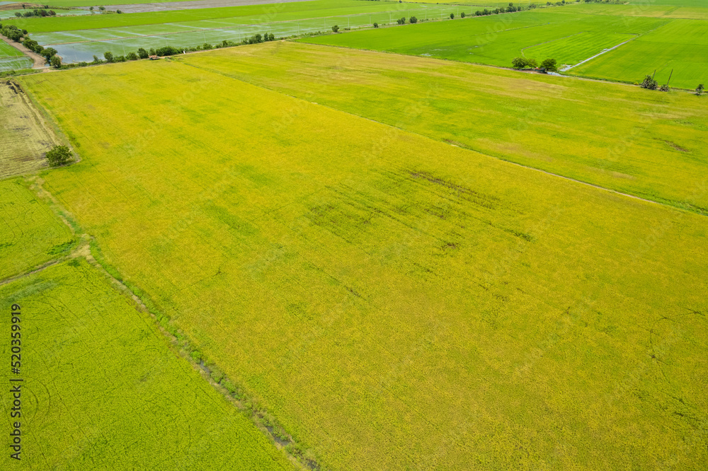 Fototapeta premium field background, top view landscape, nature