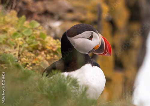 Puffins in Látrabjarg Iceland