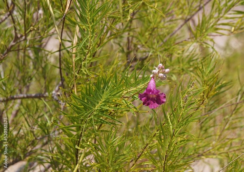 Desert willow (Chilopsis linearis) blossom