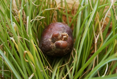 Hyphaene thebaica (Doum) palm tree ripe fruit