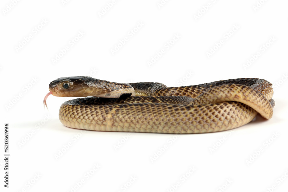 Baby Equatorial Spitting Cobra (Naja sumatrana) snake isolated on white background. Baby Equatorial Spitting Cobra (Naja sumatrana) snake isolated on white background.
