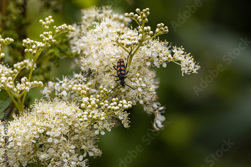 An insect on a white flower
