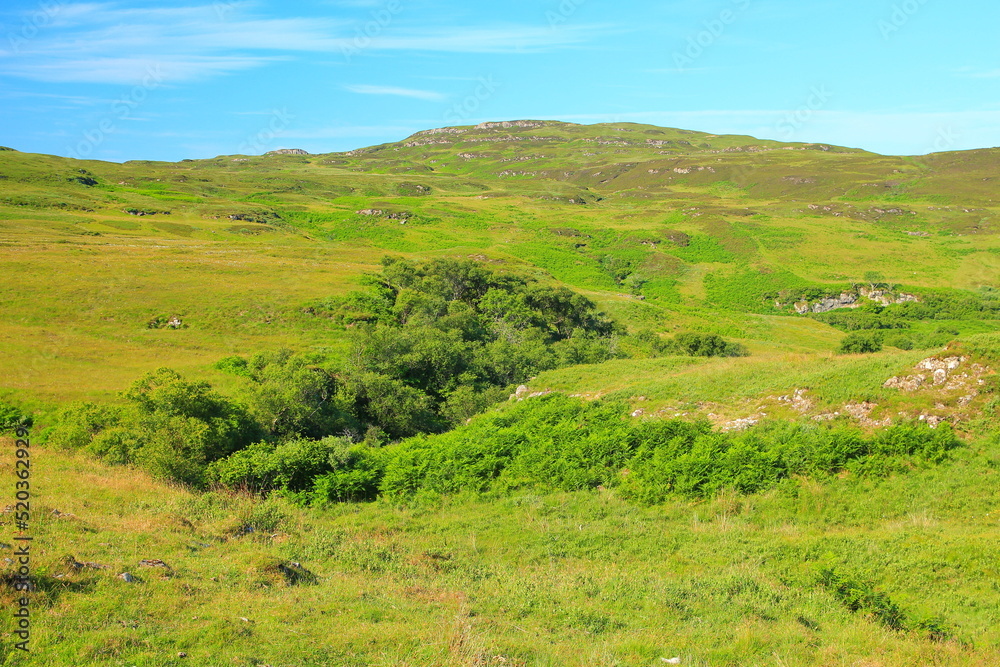 Green lush grass vegetation of the Isle of Mull, UK