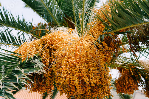 Bunches of yellow dates on green palm branches