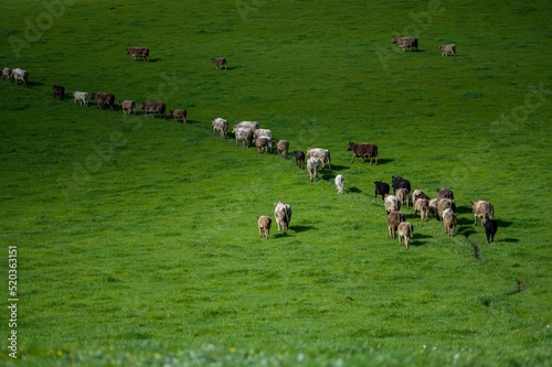 Cows and cattle grazing on pasture and grass in australia