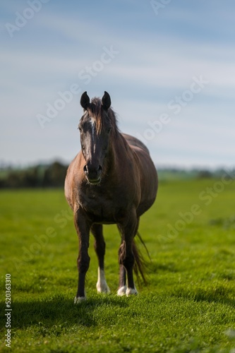 beautiful horse in a field 