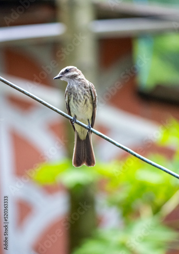 Peitica finch (Legatus leucophaius) on a wire, blurred background. photo