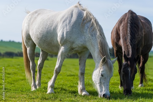 beautiful horse in a field  photo