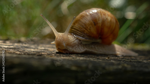 snail in grass