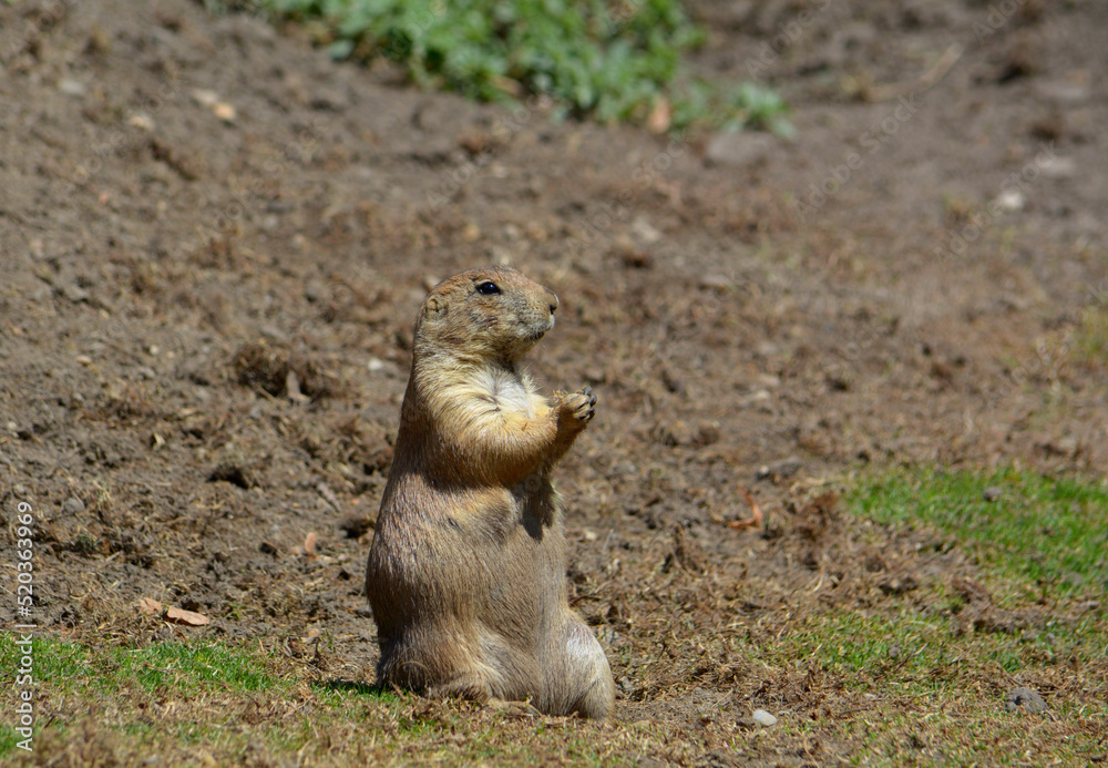Prairie dog in the meadow Prairie dog in the meadow