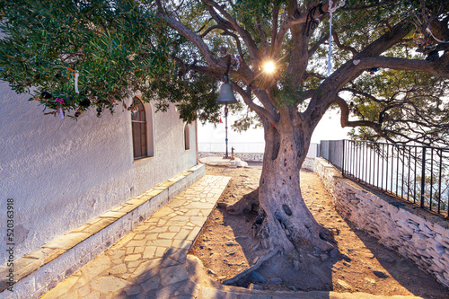 Tableau sur toile Sun rays on the olive tree. Morning at the Skopelos church yard.