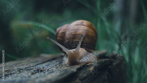 snail on the ground