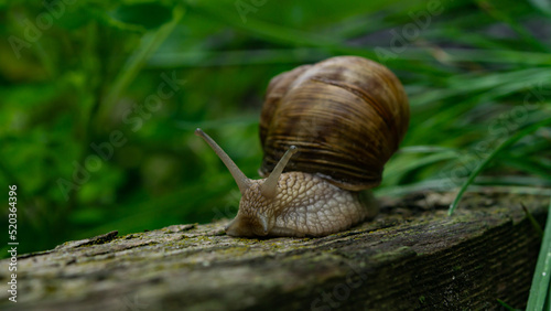 snail in green grass