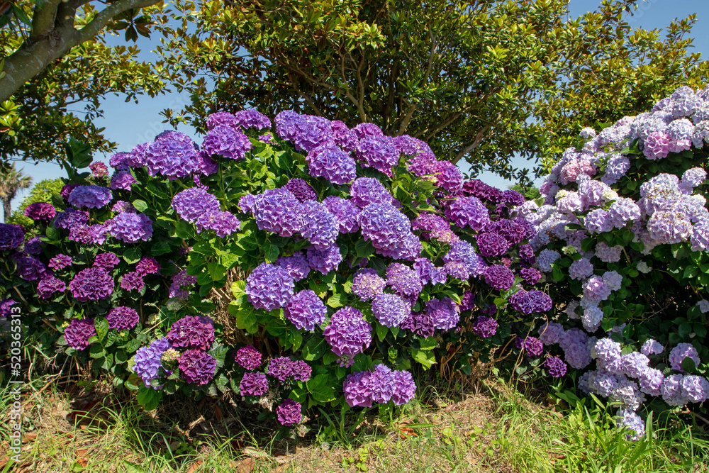 Dark purple and pale pink hydrangea macrophylla or hortensia flowers Dark purple and pale pink hydrangea macrophylla or hortensia flowers