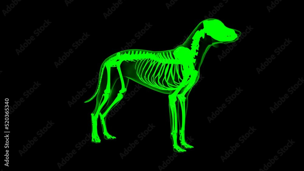 Anconeus muscle Dog muscle Anatomy For Medical Concept 3D Animation Green matte Anconeus muscle Dog muscle Anatomy For Medical Concept 3D Animation Green matte