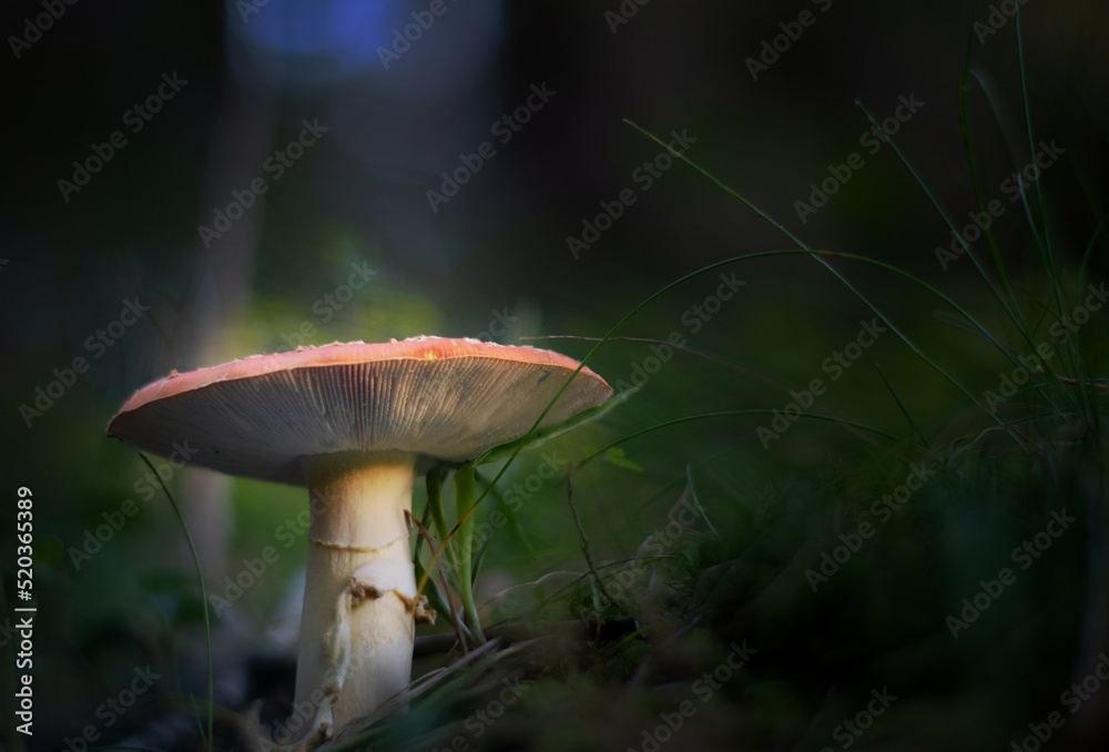 Shot of group edible mushrooms. Edible mushrooms. Close up of poisonous mushroom Shot of group edible mushrooms. Edible mushrooms. Close up of poisonous mushroom