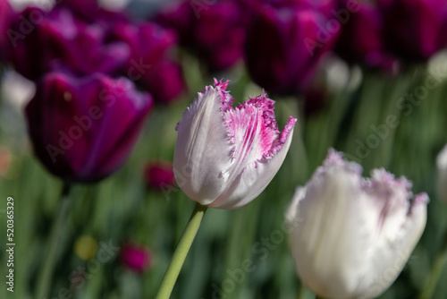 bright tulips close-up. macro photography. desktop wallpaper with flowers. floral background