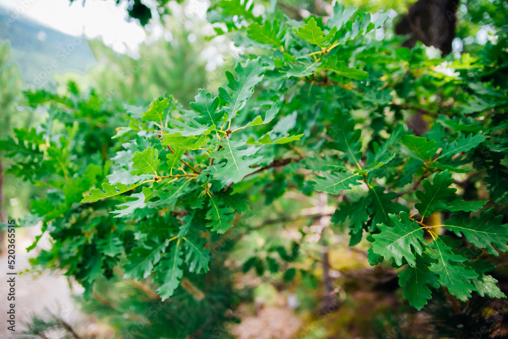 Oak leaves close-up. Tree branches with fresh green leaves. Spring background. Park or forest. Oak leaves close-up. Tree branches with fresh green leaves. Spring background. Park or forest.