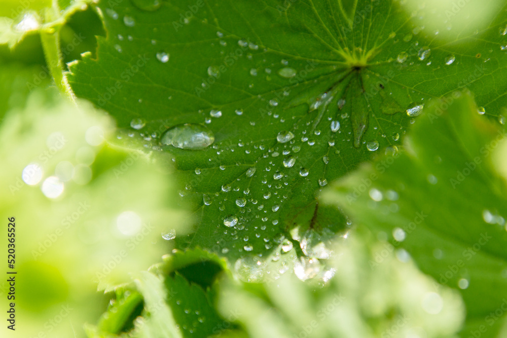 Fototapeta premium green leaves with drops of water. close-up. macro photography. after the rain.