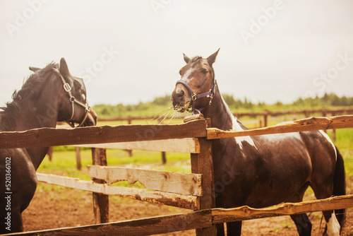 Two beautiful domestic horses are standing in paddocks on a farm on a summer day. One of the horses is eating hay. Feeding livestock and caring for a horse. Agricultural industry.