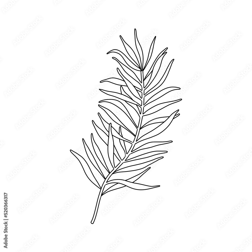 Single branch of coniferous tree. Line illustration of evergreen plant with needle. Christmas botanical decoration. Single branch of coniferous tree. Line illustration of evergreen plant with needle. Christmas botanical decoration.
