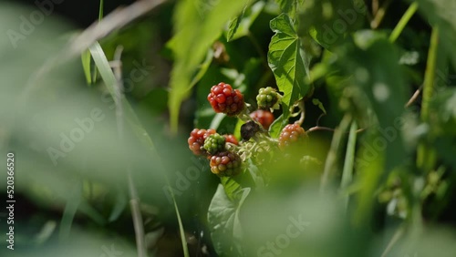 Red Wild Raspberries Fruit Close-up  photo