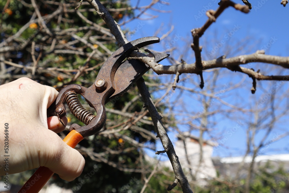 Fototapeta premium pruning a tree with scissors