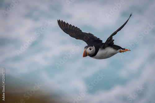 Puffin in Flight, Orkney Scotland photo