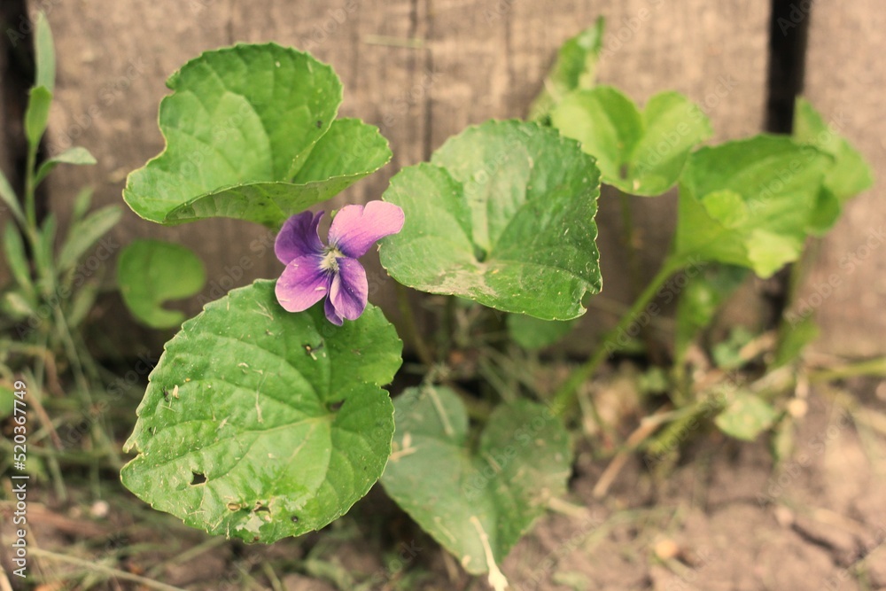 flower in the garden