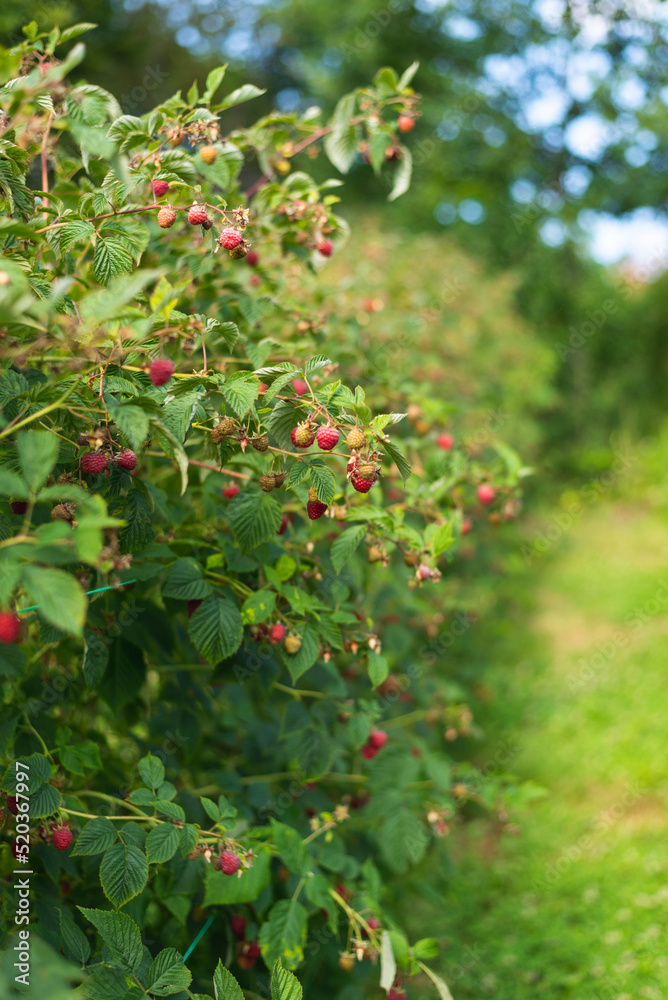Branch of ripe raspberry in garden Branch of ripe raspberry in garden