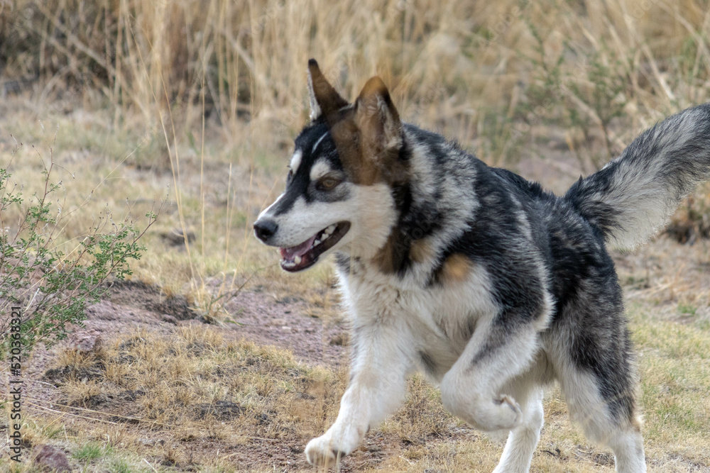 border collie dog