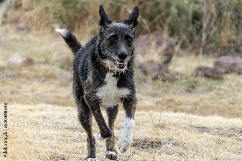 Fototapeta premium german shepherd dog