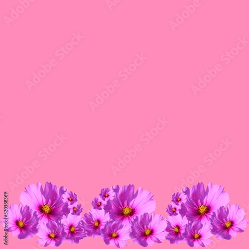 pink flowers border