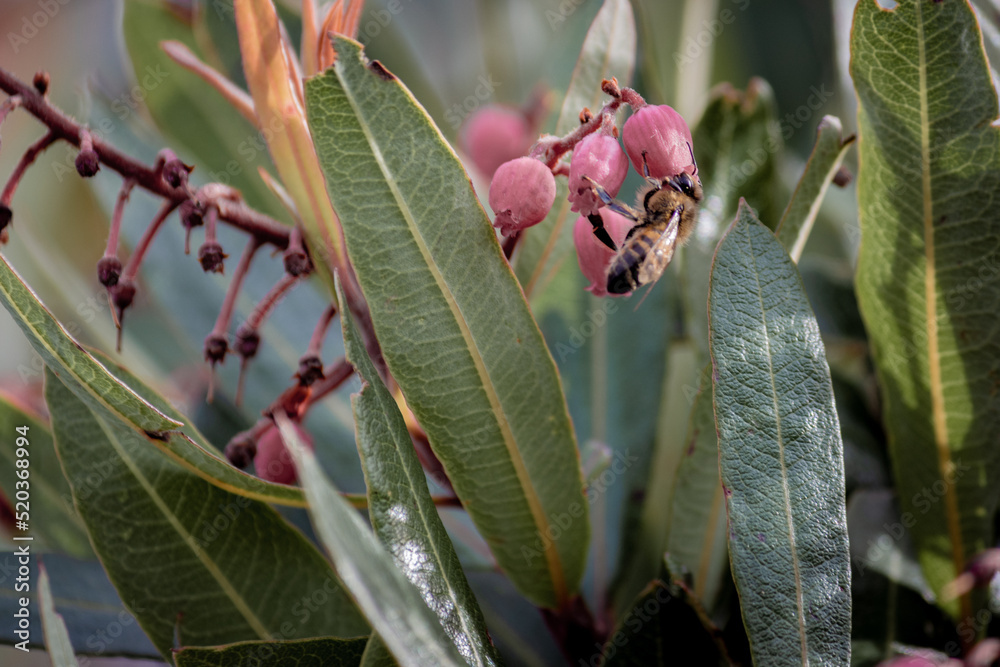 Obraz premium Bee in a flower 