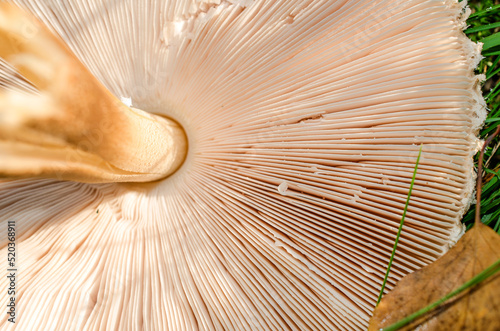 Mushroom plucked in the forest lies on the grass