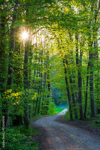 Fototapeta Naklejka Na Ścianę i Meble -  track through spring forest leading to the sun´s warm light