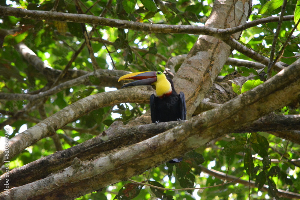 Fototapeta premium toucan on a branch in costa rica