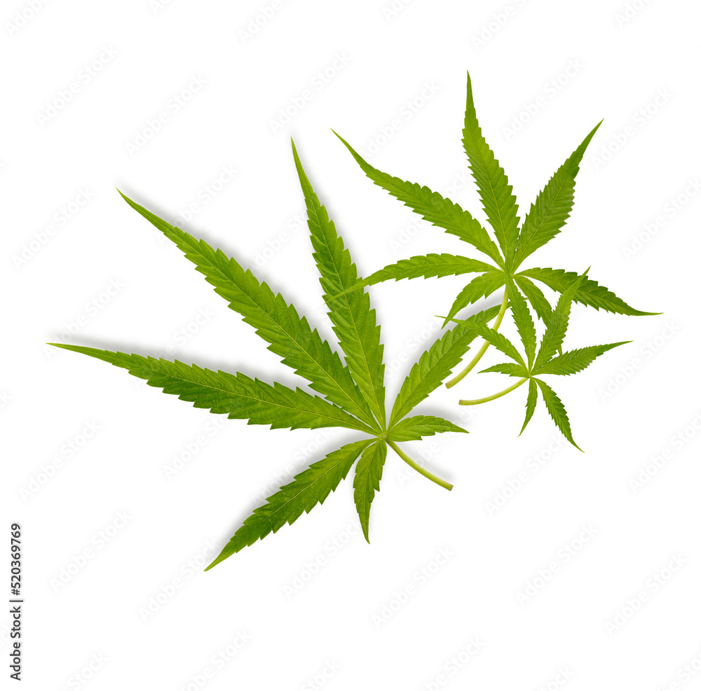 Marijuana trees for medical use are used separately isolated on white background Marijuana trees for medical use are used separately isolated on white background