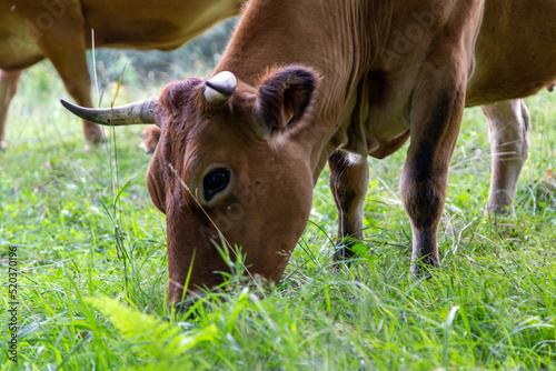 Primer plano de vaca Asturiana de los Valles pastando. Piloña, Asturia, España.