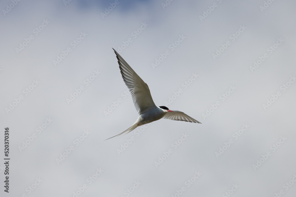 Obraz premium Arctic Tern in flight, Orkney Scotland
