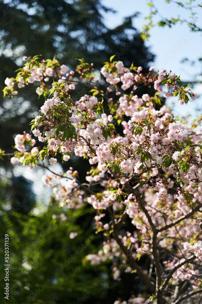 A branch of blooming sakura in a park in Tbilisi, Georgia