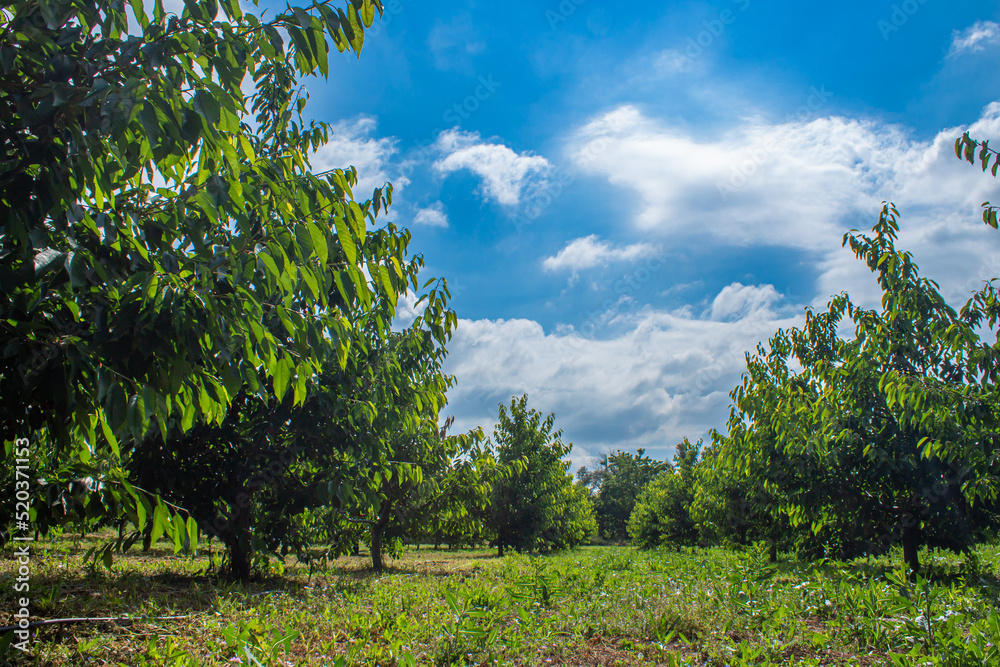 Cherry trees in a orchard. Agriculture background photo.