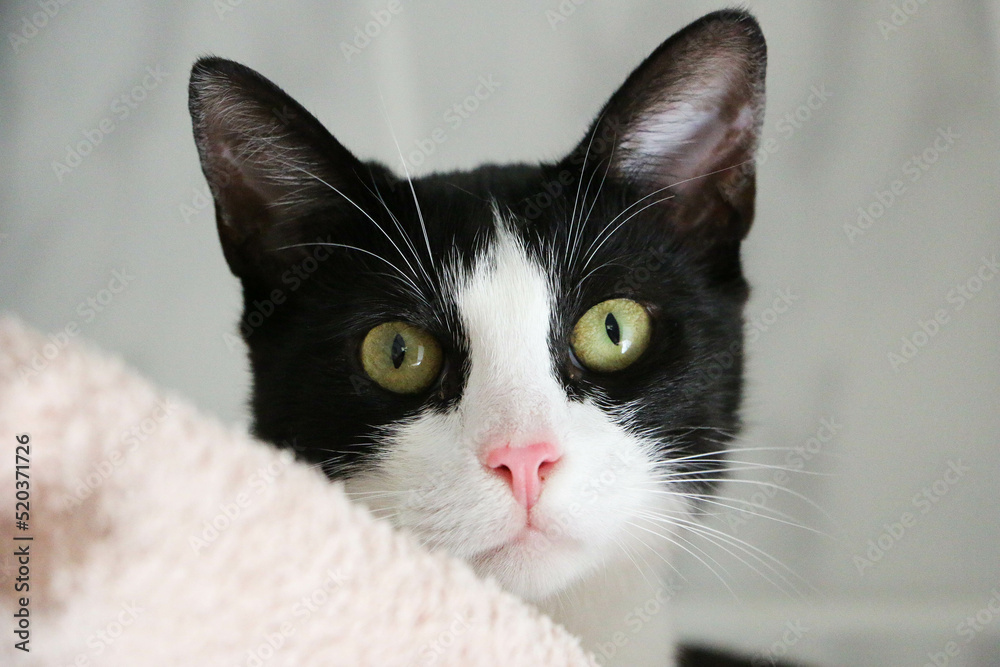 close up head portrait of a black and white cat close up head portrait of a black and white cat