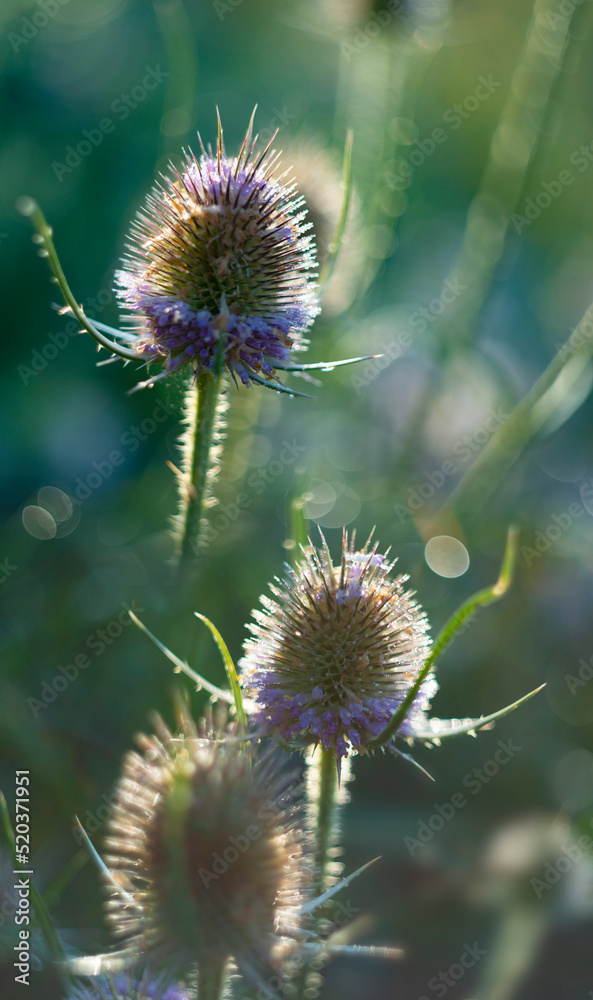 dewy plants with nice soft artistic bokeh