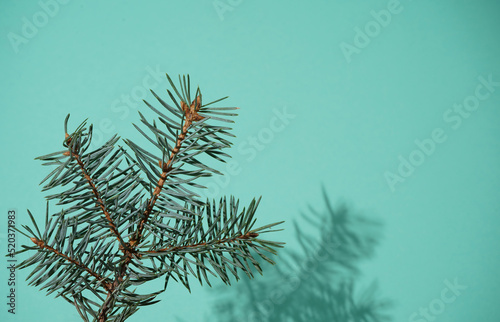 Fir branches on a blue background with copy space. Christmas tree. New Year card. Festive concept. Pine branch. Pastel turquoise color.