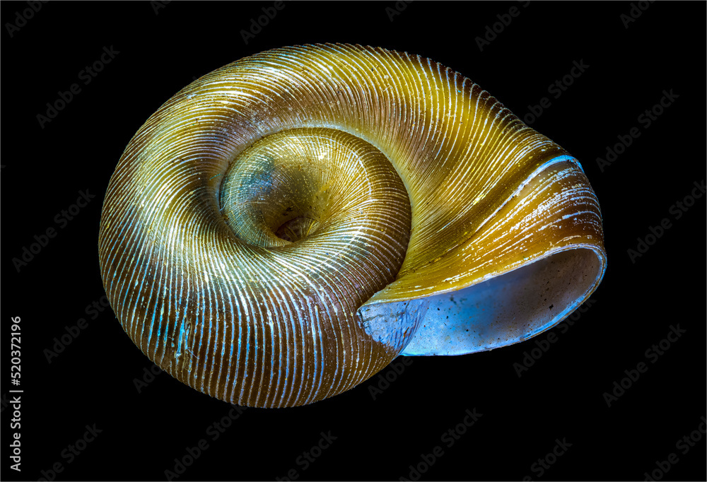 Macro view of the shell of a freshwater ramshorn snail (family Planorbidae). Macro view of the shell of a freshwater ramshorn snail (family Planorbidae).